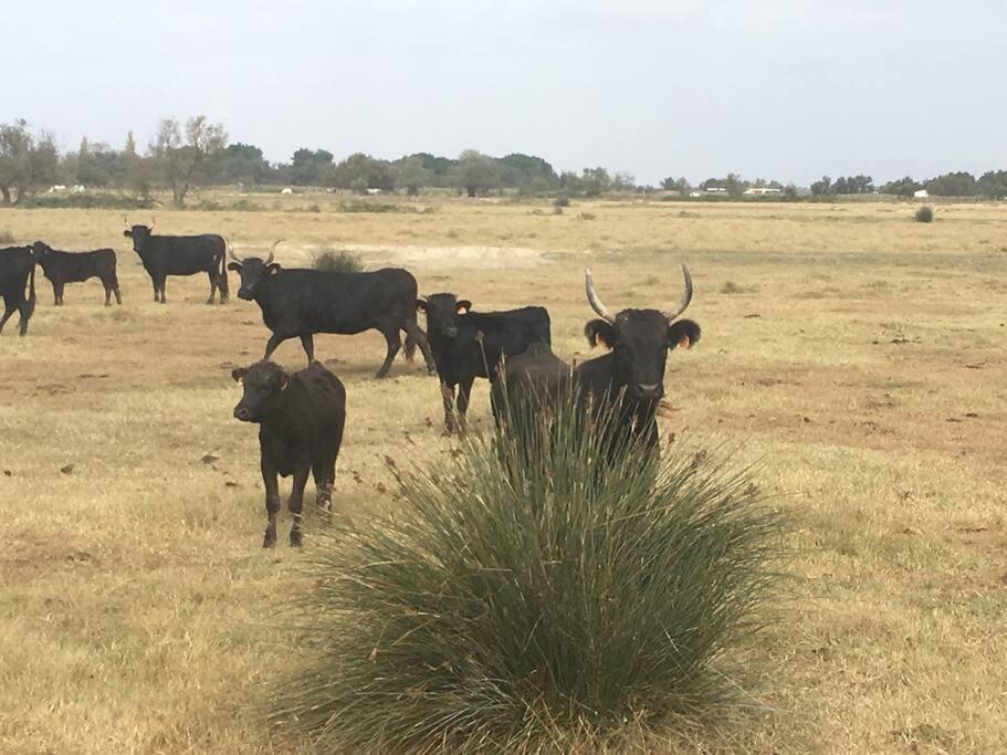 "Le Nature" Camargue Jardin Arles Zewnętrze zdjęcie