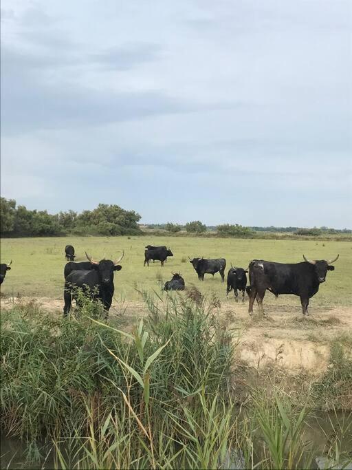 "Le Nature" Camargue Jardin Arles Zewnętrze zdjęcie